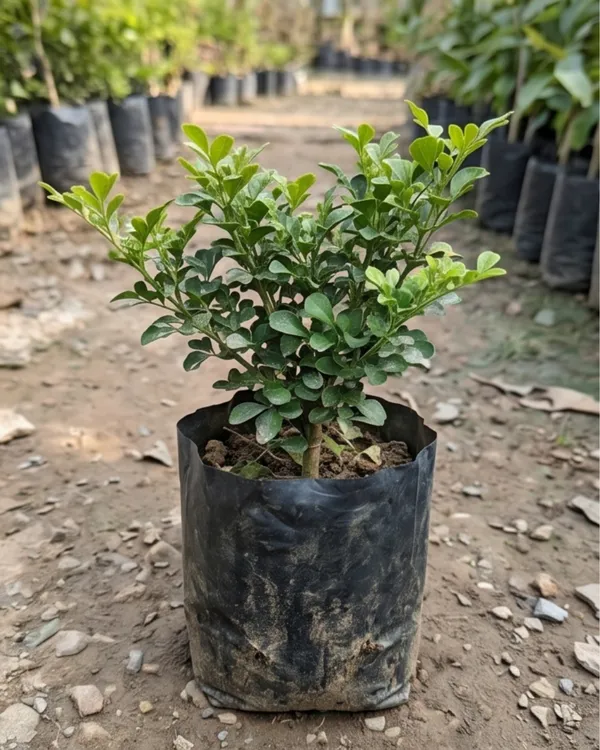 Dwarf_Madhu_Kamini_Plant_|_Grafted_Dwarf_Orange_Jasmine_|_Fragrant_Plant_|_Healthy_Live_Plant_Guaranteed