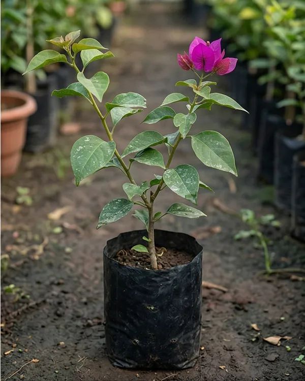 Elizabeth_Angus_Bougainvillea_Plant_|_Grafted_Classic_Premium_Bloom_Variety_|_Bright_Magenta_Pink_Flowers_|_Heavy_Flowering_|_Healthy_Live_Plant_Guaranteed