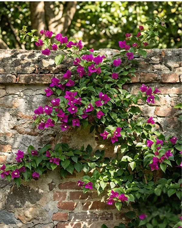 Elizabeth_Angus_Bougainvillea_Plant_|_Grafted_Classic_Premium_Bloom_Variety_|_Bright_Magenta_Pink_Flowers_|_Heavy_Flowering_|_Healthy_Live_Plant_Guaranteed