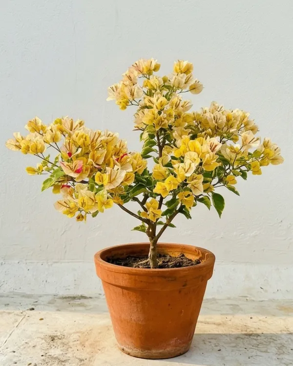 Emas_Perak_Yellow_Mix_Bougainvillea_Plant_|_Grafted_Rare_Multi_Tone_Bloom_Variety_|_Yellow_Cream_Mixed_Flowers_|_Heavy_Flowering_|_Healthy_Live_Plant_Guaranteed