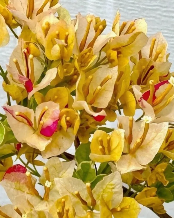Emas_Perak_Yellow_Mix_Bougainvillea_Plant_|_Grafted_Rare_Multi_Tone_Bloom_Variety_|_Yellow_Cream_Mixed_Flowers_|_Heavy_Flowering_|_Healthy_Live_Plant_Guaranteed