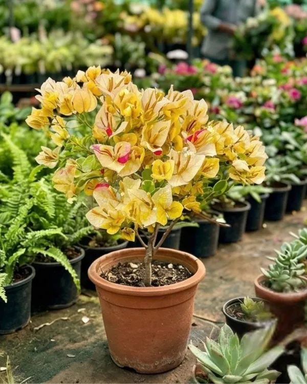 Emas_Perak_Yellow_Mix_Bougainvillea_Plant_|_Grafted_Rare_Multi_Tone_Bloom_Variety_|_Yellow_Cream_Mixed_Flowers_|_Heavy_Flowering_|_Healthy_Live_Plant_Guaranteed