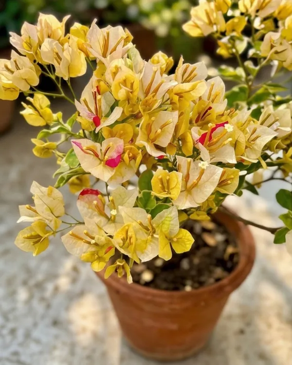 Emas_Perak_Yellow_Mix_Bougainvillea_Plant_|_Grafted_Rare_Multi_Tone_Bloom_Variety_|_Yellow_Cream_Mixed_Flowers_|_Heavy_Flowering_|_Healthy_Live_Plant_Guaranteed