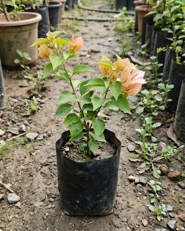 Emas_Perak_Yellow_Mix_Bougainvillea_Plant_|_Grafted_Rare_Multi_Tone_Bloom_Variety_|_Yellow_Cream_Mixed_Flowers_|_Heavy_Flowering_|_Healthy_Live_Plant_Guaranteed