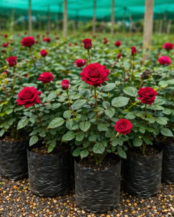 English_Rose_Flowering_Plant_|_Grafted_Desi_Gulab_Plant_|_Fragrant_Garden_Rose_|_Healthy_Live_Plant_Guaranteed