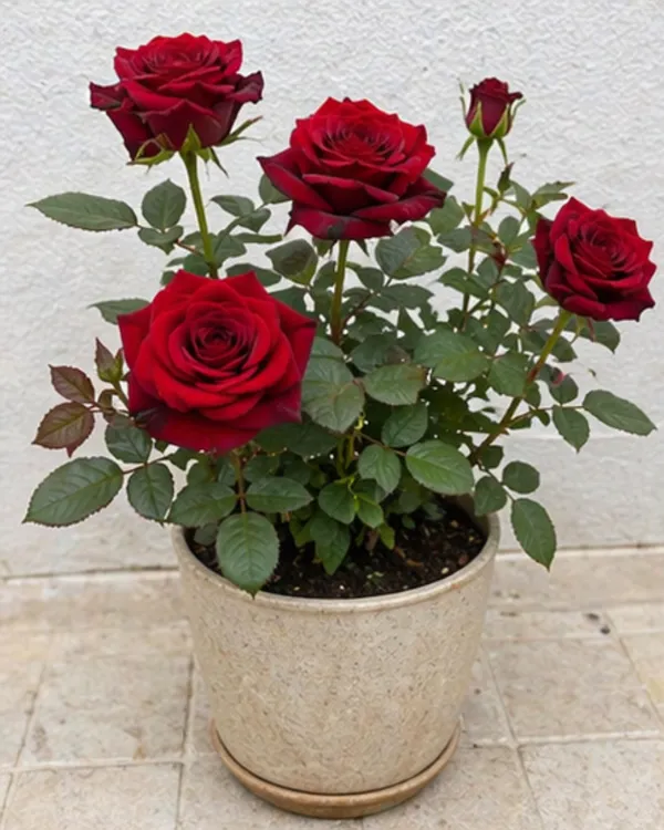 English_Rose_Flowering_Plant_|_Grafted_Desi_Gulab_Plant_|_Fragrant_Garden_Rose_|_Healthy_Live_Plant_Guaranteed