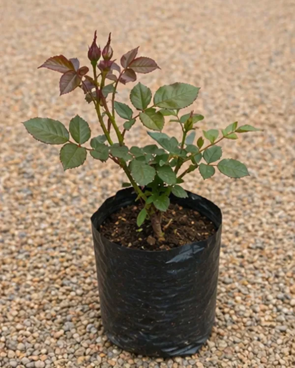 English_Rose_Flowering_Plant_|_Grafted_Desi_Gulab_Plant_|_Fragrant_Garden_Rose_|_Healthy_Live_Plant_Guaranteed