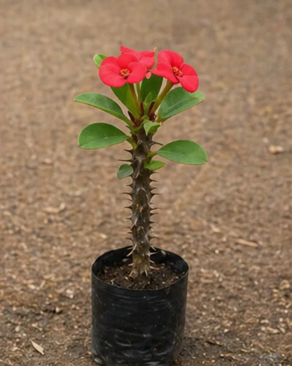 Euphorbia_Milii_Red_Plant_|_Grafted_Crown_of_Thorns_Red_|_Flowering_Succulent_|_Low_Maintenance_|_Healthy_Live_Plant_Guaranteed