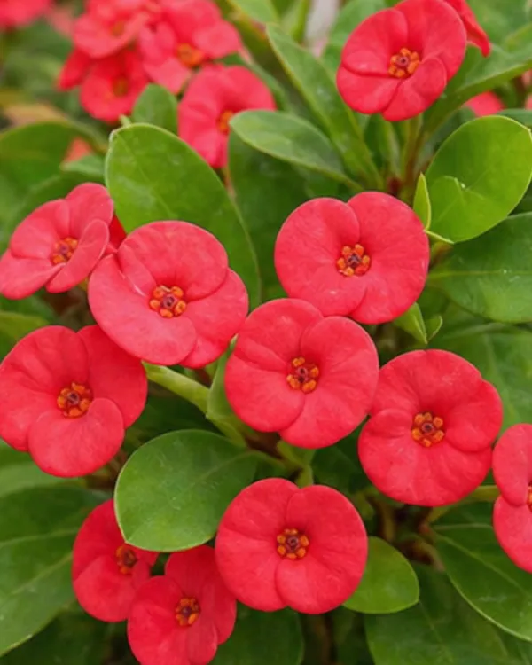 Euphorbia_Milii_Red_Plant_|_Grafted_Crown_of_Thorns_Red_|_Flowering_Succulent_|_Low_Maintenance_|_Healthy_Live_Plant_Guaranteed