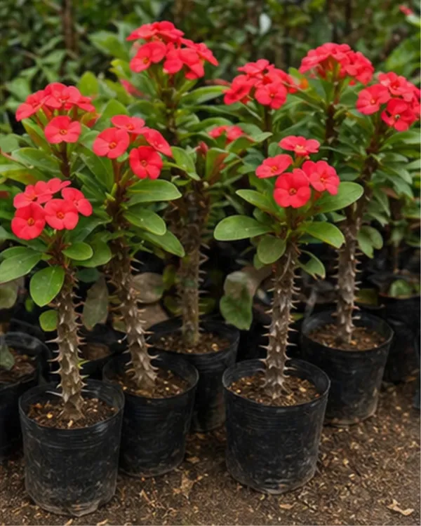 Euphorbia_Milii_Red_Plant_|_Grafted_Crown_of_Thorns_Red_|_Flowering_Succulent_|_Low_Maintenance_|_Healthy_Live_Plant_Guaranteed