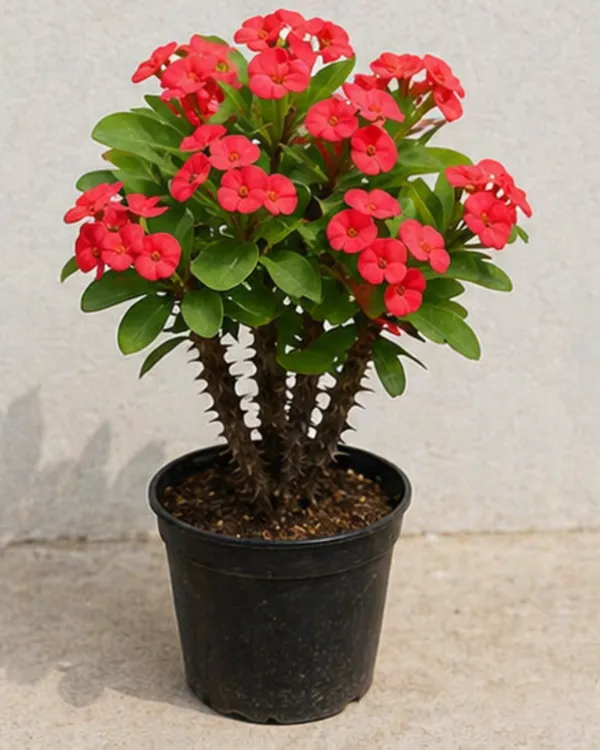 Euphorbia_Milii_Red_Plant_|_Grafted_Crown_of_Thorns_Red_|_Flowering_Succulent_|_Low_Maintenance_|_Healthy_Live_Plant_Guaranteed