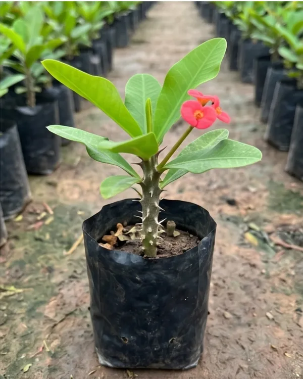 Euphorbia_Milii_Red_Plant_|_Grafted_Crown_of_Thorns_Red_|_Flowering_Succulent_|_Low_Maintenance_|_Healthy_Live_Plant_Guaranteed