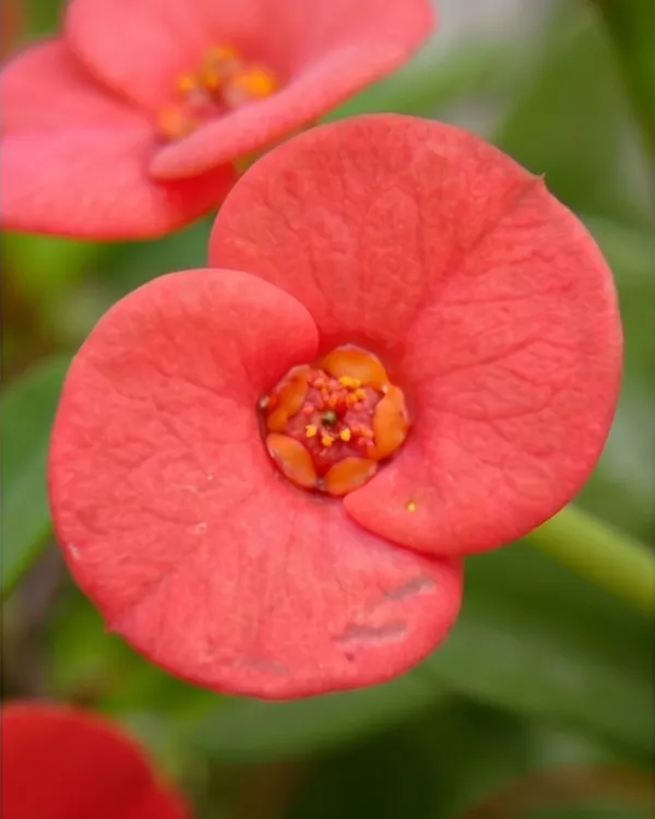 Euphorbia_Milii_Red_Plant_|_Grafted_Crown_of_Thorns_Red_|_Flowering_Succulent_|_Low_Maintenance_|_Healthy_Live_Plant_Guaranteed