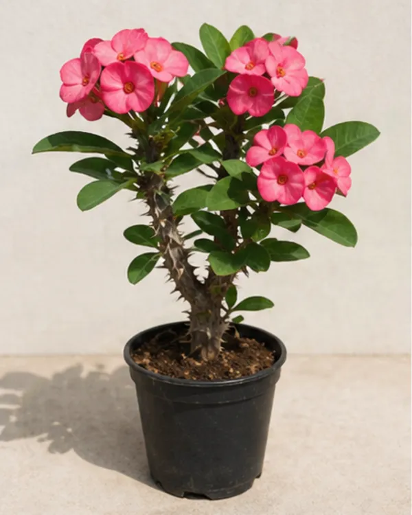 Pink_Euphorbia_Milii_Plant_|_Grafted_Crown_of_Thorns_Pink_|_Flowering_Succulent_|_Healthy_Live_Plant_Guaranteed