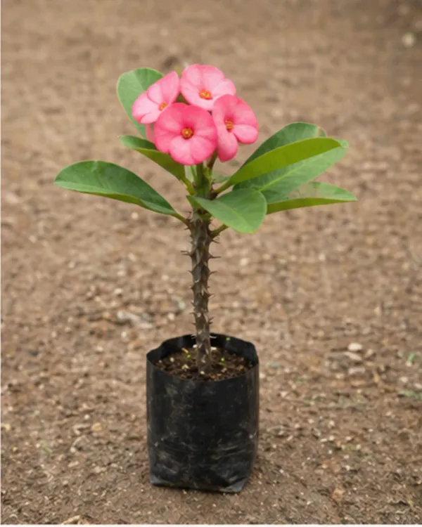 Pink_Euphorbia_Milii_Plant_|_Grafted_Crown_of_Thorns_Pink_|_Flowering_Succulent_|_Healthy_Live_Plant_Guaranteed
