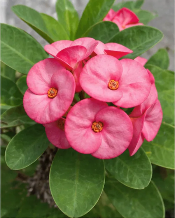 Pink_Euphorbia_Milii_Plant_|_Grafted_Crown_of_Thorns_Pink_|_Flowering_Succulent_|_Healthy_Live_Plant_Guaranteed