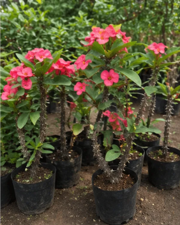 Pink_Euphorbia_Milii_Plant_|_Grafted_Crown_of_Thorns_Pink_|_Flowering_Succulent_|_Healthy_Live_Plant_Guaranteed