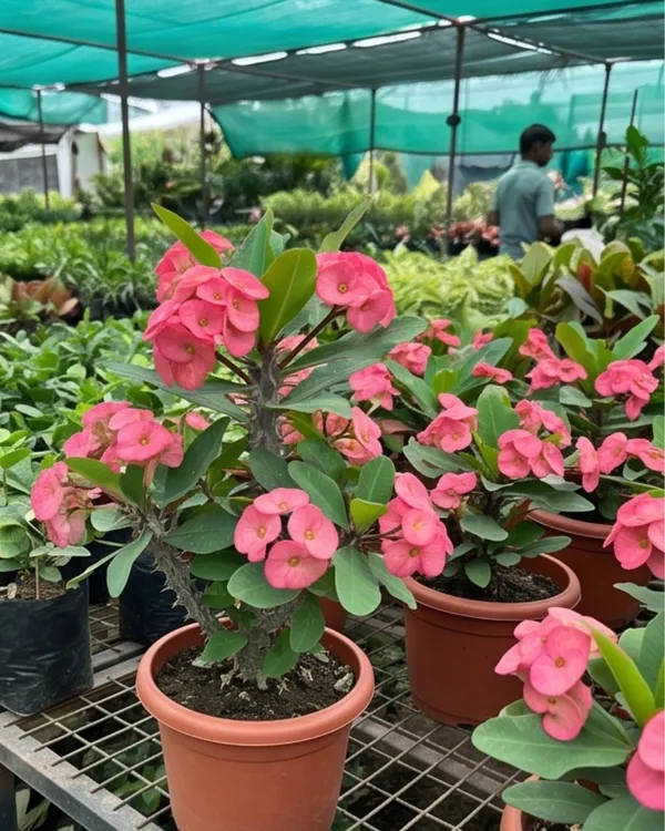 Pink_Euphorbia_Milii_Plant_|_Grafted_Crown_of_Thorns_Pink_|_Flowering_Succulent_|_Healthy_Live_Plant_Guaranteed