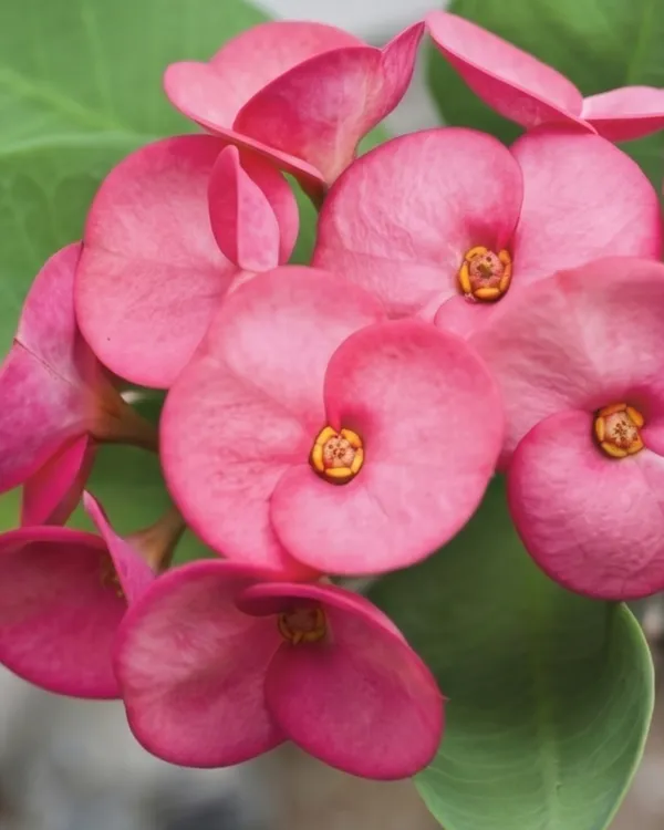 Pink_Euphorbia_Milii_Plant_|_Grafted_Crown_of_Thorns_Pink_|_Flowering_Succulent_|_Healthy_Live_Plant_Guaranteed