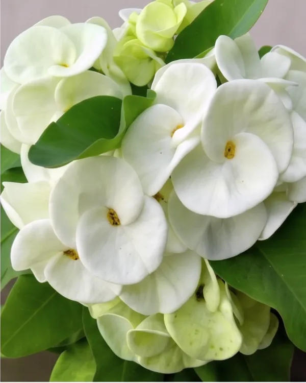 White_Euphorbia_Milii_Plant_|_Grafted_Crown_of_Thorns_White_|_Flowering_Succulent_|_Low_Maintenance_|_Healthy_Live_Plant_Guaranteed