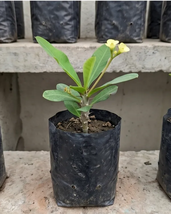 Yellow_Euphorbia_Milii_Plant_|_Grafted_Crown_of_Thorns_Yellow_|_Flowering_Succulent_|_Healthy_Live_Plant_Guaranteed