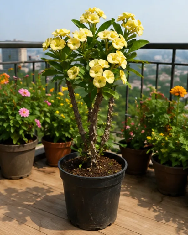 Yellow_Euphorbia_Milii_Plant_|_Grafted_Crown_of_Thorns_Yellow_|_Flowering_Succulent_|_Healthy_Live_Plant_Guaranteed