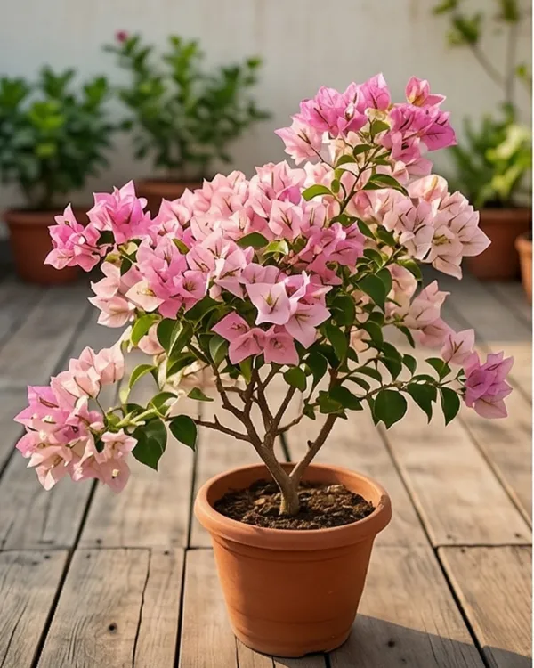 Eva_Tri-color_Bougainvillea_Plant_|_Grafted_Rare_Tri_Color_Bloom_Variety_|_Pink_White_Green_Flowers_|_Heavy_Flowering_|_Healthy_Live_Plant_Guaranteed