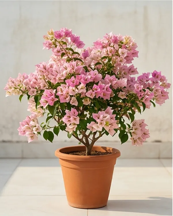 Eva_Tri-color_Bougainvillea_Plant_|_Grafted_Rare_Tri_Color_Bloom_Variety_|_Pink_White_Green_Flowers_|_Heavy_Flowering_|_Healthy_Live_Plant_Guaranteed