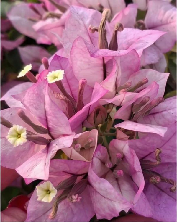 Eva_Tri-color_Bougainvillea_Plant_|_Grafted_Rare_Tri_Color_Bloom_Variety_|_Pink_White_Green_Flowers_|_Heavy_Flowering_|_Healthy_Live_Plant_Guaranteed