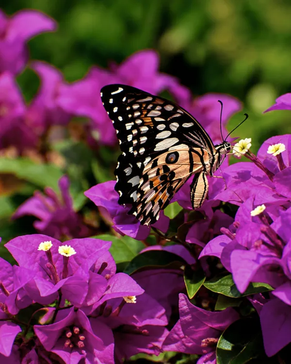 Butterfly_Purple_Bougainvillea_Plant_|_Grafted_Unique_Butterfly_Bract_Variety_|_Purple_Flowers_|_Heavy_Flowering_|_Healthy_Live_Plant_Guaranteed
