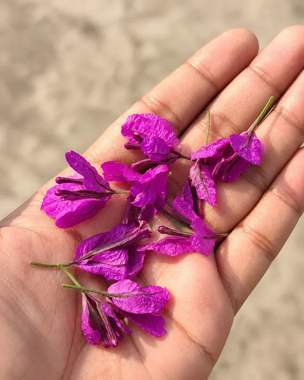 Butterfly_Purple_Bougainvillea_Plant_|_Grafted_Unique_Butterfly_Bract_Variety_|_Purple_Flowers_|_Heavy_Flowering_|_Healthy_Live_Plant_Guaranteed