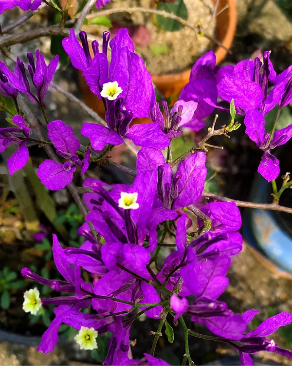 Butterfly_Purple_Bougainvillea_Plant_|_Grafted_Unique_Butterfly_Bract_Variety_|_Purple_Flowers_|_Heavy_Flowering_|_Healthy_Live_Plant_Guaranteed