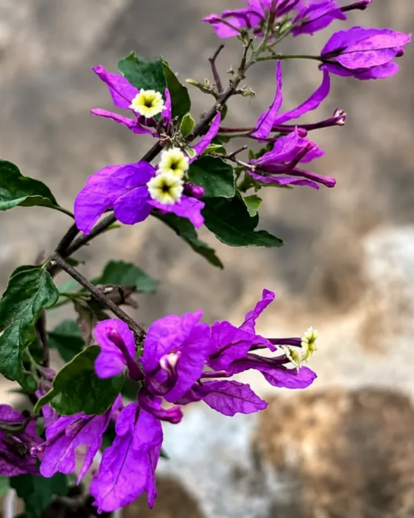Butterfly_Purple_Bougainvillea_Plant_|_Grafted_Unique_Butterfly_Bract_Variety_|_Purple_Flowers_|_Heavy_Flowering_|_Healthy_Live_Plant_Guaranteed
