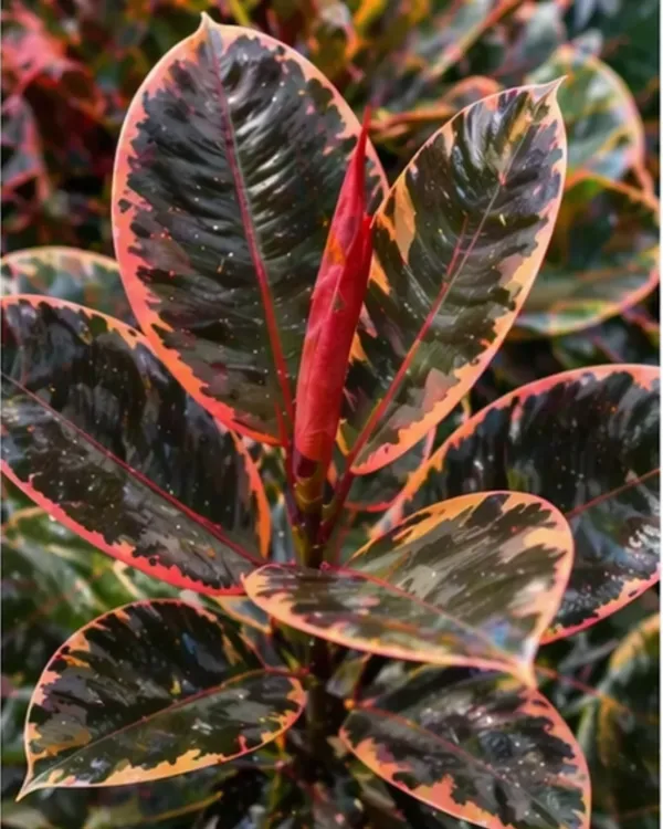 Ficus_Elastica_Veriegated_Rubber_Plant_|_Grafted_Indoor_|_Rubber_Plant_|_Air_Purifying_|_Low_Maintenance_|_Healthy_Live_Plant_Guaranteed