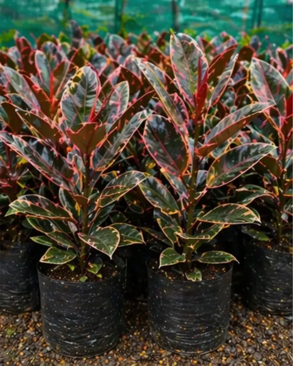 Ficus_Elastica_Veriegated_Rubber_Plant_|_Grafted_Indoor_|_Rubber_Plant_|_Air_Purifying_|_Low_Maintenance_|_Healthy_Live_Plant_Guaranteed