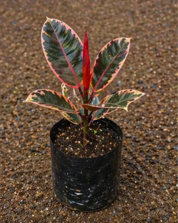 Ficus_Elastica_Veriegated_Rubber_Plant_|_Grafted_Indoor_|_Rubber_Plant_|_Air_Purifying_|_Low_Maintenance_|_Healthy_Live_Plant_Guaranteed