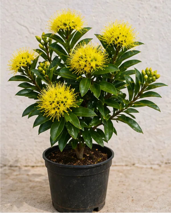 First_Love_Pink_Plant_|_Grafted_Xanthostemon_Pink_Penda_Plant_|_Tropical_Flowering_Tree_|_Healthy_Live_Plant_Guaranteed