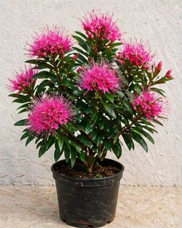 First_Love_Pink_Plant_|_Grafted_Xanthostemon_Pink_Penda_Plant_|_Tropical_Flowering_Tree_|_Healthy_Live_Plant_Guaranteed