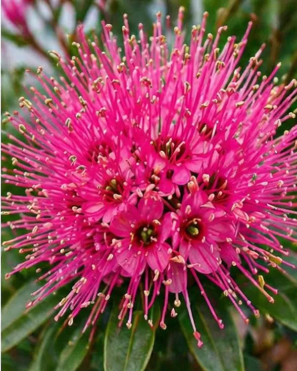 First_Love_Pink_Plant_|_Grafted_Xanthostemon_Pink_Penda_Plant_|_Tropical_Flowering_Tree_|_Healthy_Live_Plant_Guaranteed