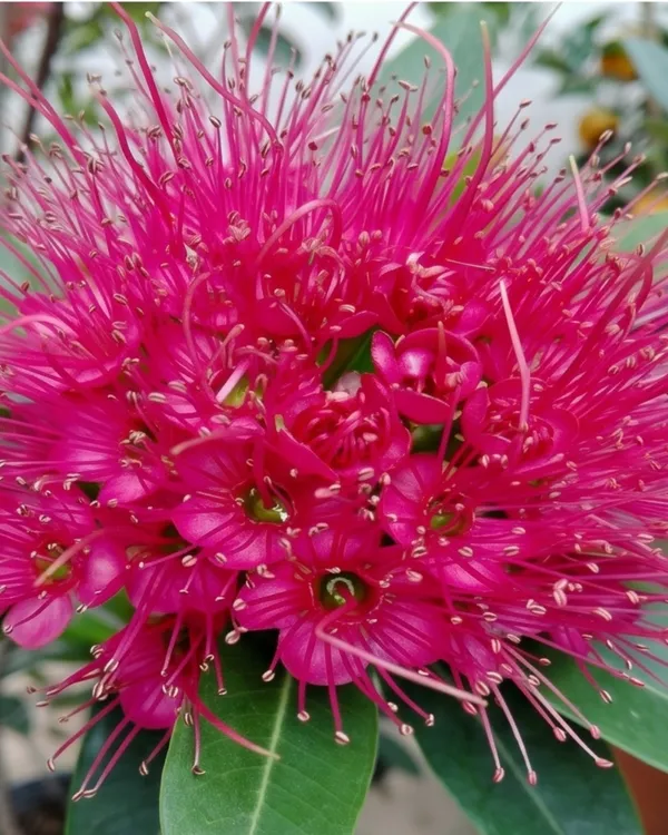 First_Love_Pink_Plant_|_Grafted_Xanthostemon_Pink_Penda_Plant_|_Tropical_Flowering_Tree_|_Healthy_Live_Plant_Guaranteed