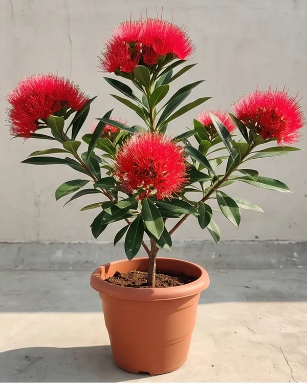 First_Love_Red_Plant_|_Grafted_Xanthostemon_Red_Penda_Plant_|_Tropical_Flowering_Tree_|_Healthy_Live_Plant_Guaranteed