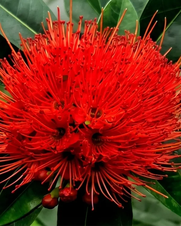 First_Love_Red_Plant_|_Grafted_Xanthostemon_Red_Penda_Plant_|_Tropical_Flowering_Tree_|_Healthy_Live_Plant_Guaranteed