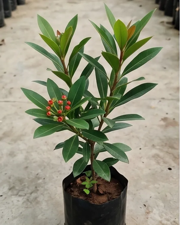 First_Love_Red_Plant_|_Grafted_Xanthostemon_Red_Penda_Plant_|_Tropical_Flowering_Tree_|_Healthy_Live_Plant_Guaranteed