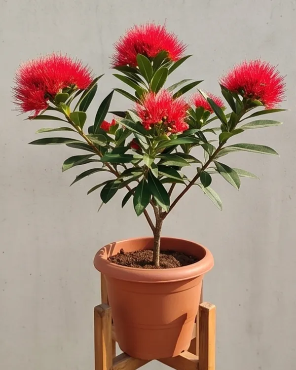 First_Love_Red_Plant_|_Grafted_Xanthostemon_Red_Penda_Plant_|_Tropical_Flowering_Tree_|_Healthy_Live_Plant_Guaranteed