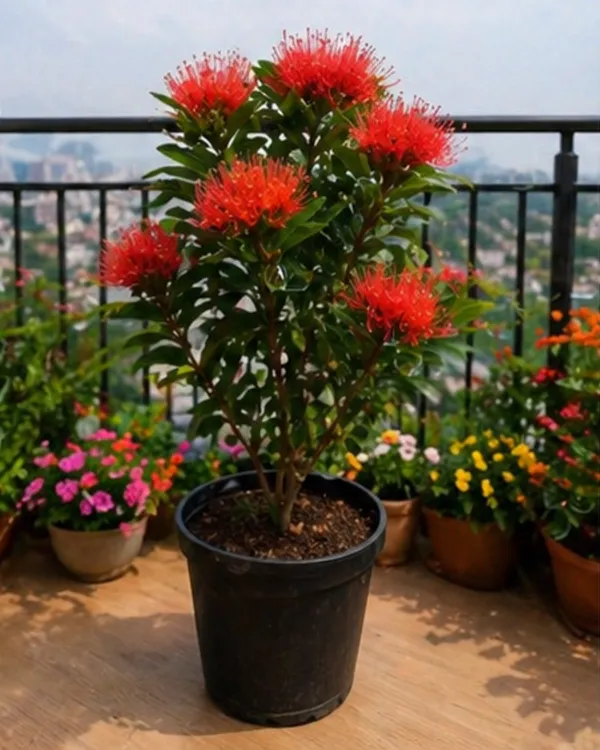 First_Love_Red_Plant_|_Grafted_Xanthostemon_Red_Penda_Plant_|_Tropical_Flowering_Tree_|_Healthy_Live_Plant_Guaranteed