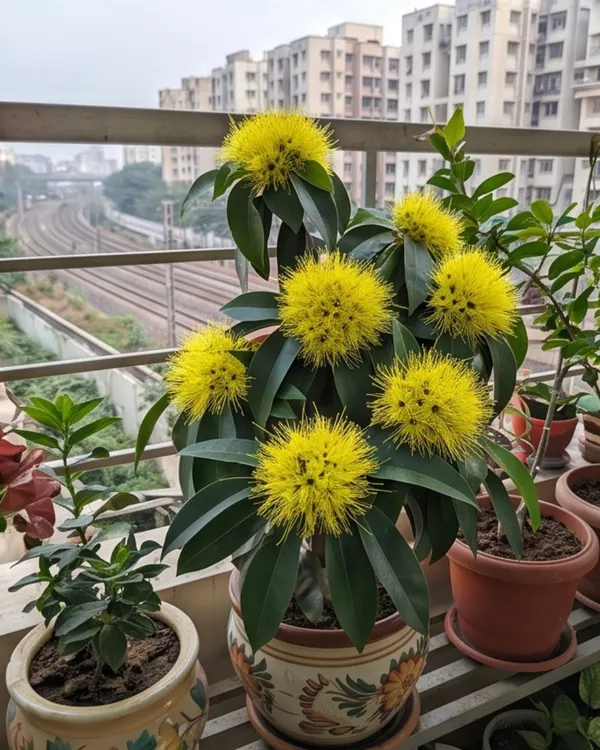 First_Love_Yellow_Plant_|_Grafted_Xanthostemon_Yellow_Penda_Plant_|_Tropical_Flowering_Tree_|_Healthy_Live_Plant_Guaranteed