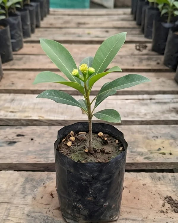 First_Love_Yellow_Plant_|_Grafted_Xanthostemon_Yellow_Penda_Plant_|_Tropical_Flowering_Tree_|_Healthy_Live_Plant_Guaranteed
