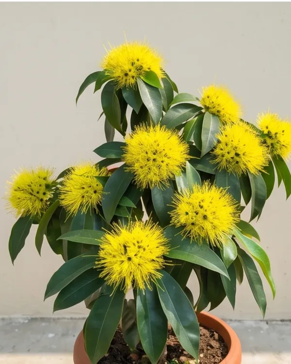 First_Love_Yellow_Plant_|_Grafted_Xanthostemon_Yellow_Penda_Plant_|_Tropical_Flowering_Tree_|_Healthy_Live_Plant_Guaranteed