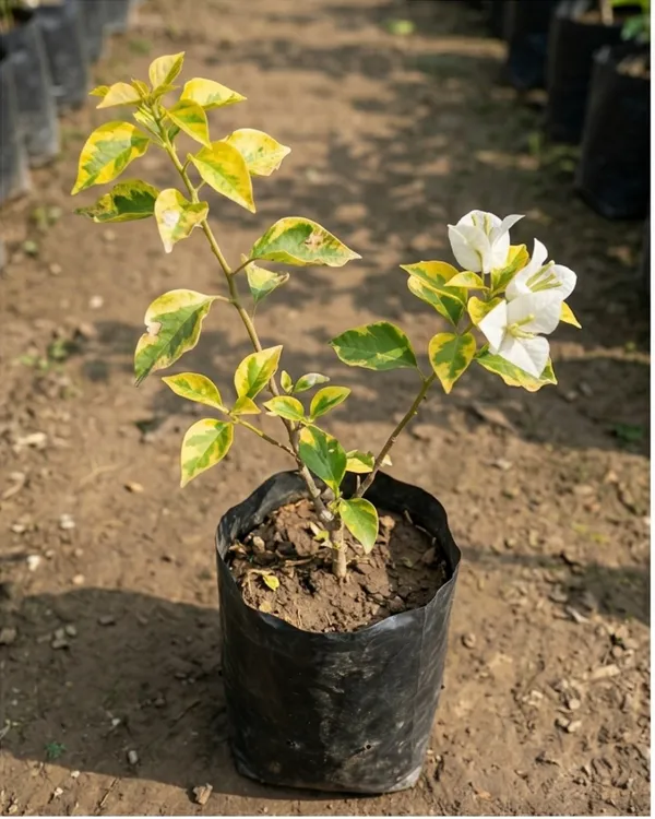 Flame_Golden_White_Bougainvillea_Plant_|_Grafted_Rare_Bi-Color_Flame_Variety_|_Yellow_White_Flowers_|_Heavy_Flowering_|_Healthy_Live_Plant_Guaranteed