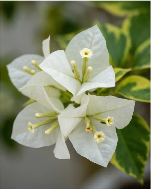 Flame_Golden_White_Bougainvillea_Plant_|_Grafted_Rare_Bi-Color_Flame_Variety_|_Yellow_White_Flowers_|_Heavy_Flowering_|_Healthy_Live_Plant_Guaranteed